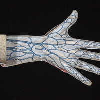 Hand flap anatomy opened to another layer