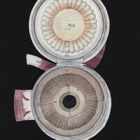 Eye flap anatomy opened to another layer
