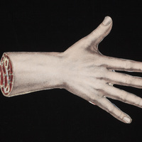 Hand flap anatomy
