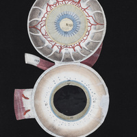 Eye flap anatomy opened to another layer