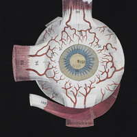 Eye flap anatomy