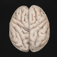 Brain flap anatomy