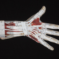 Hand flap anatomy opened to an additional level